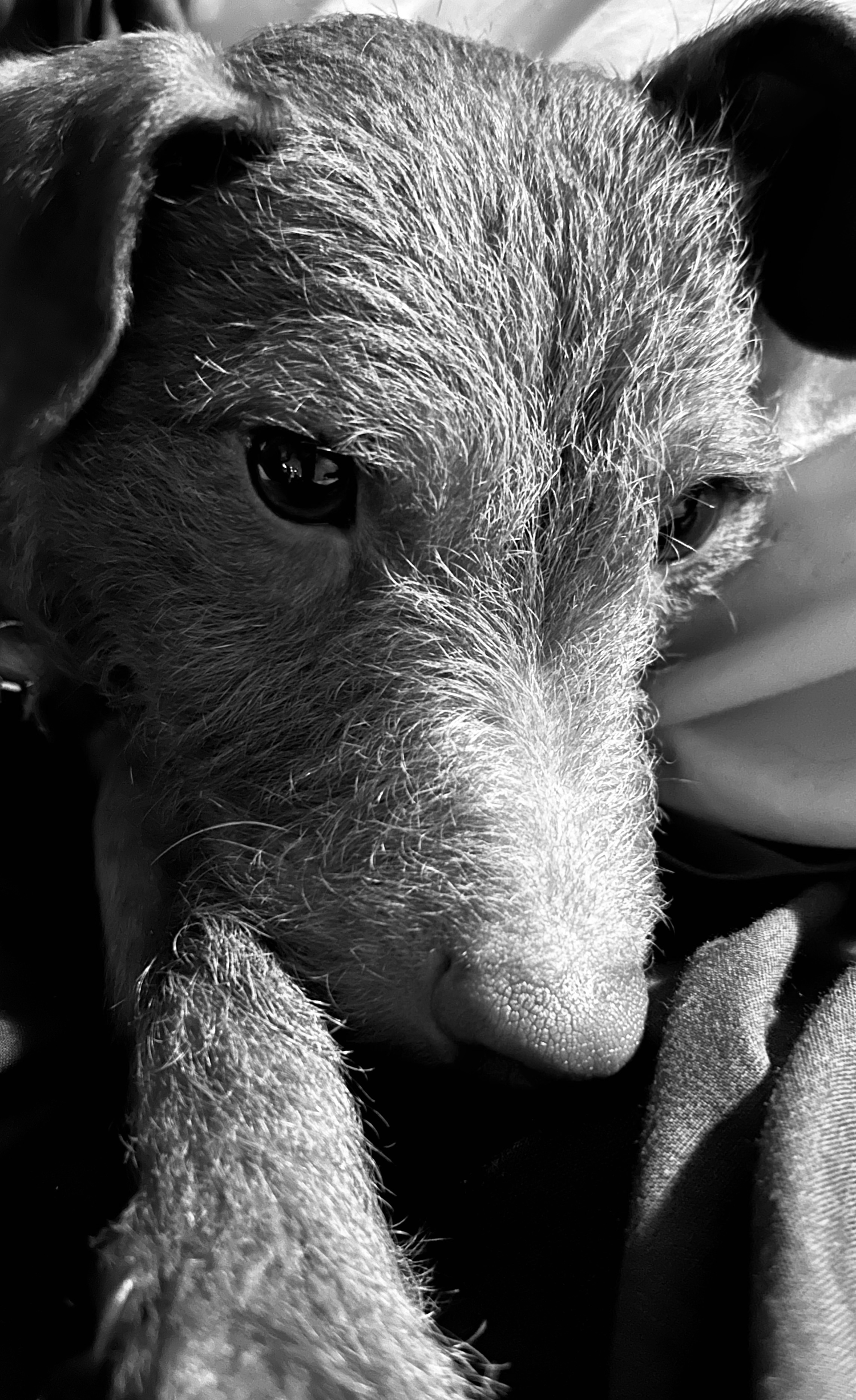 Black and white image of a patterdale terrier